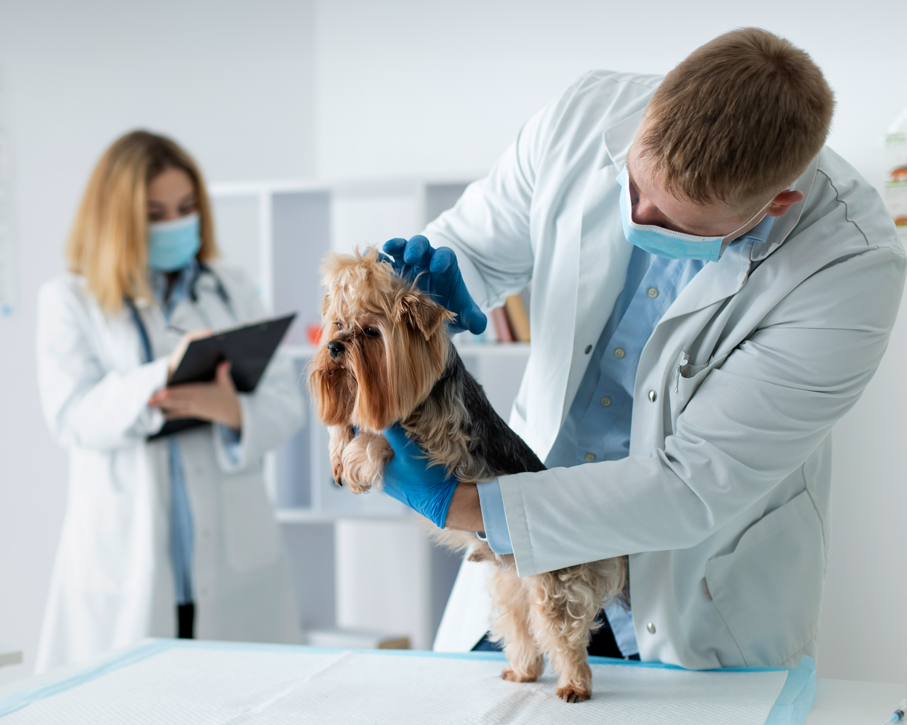 Fredna Vet Diagnostics Hero